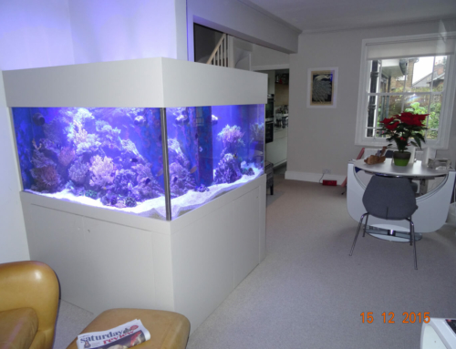 Bespoke Aquarium, Guildford