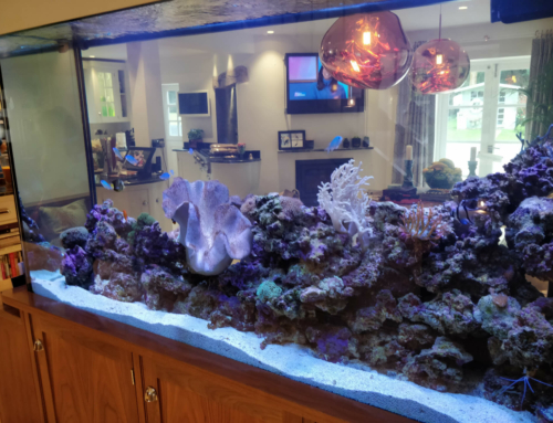 Bespoke Aquarium in Guildford