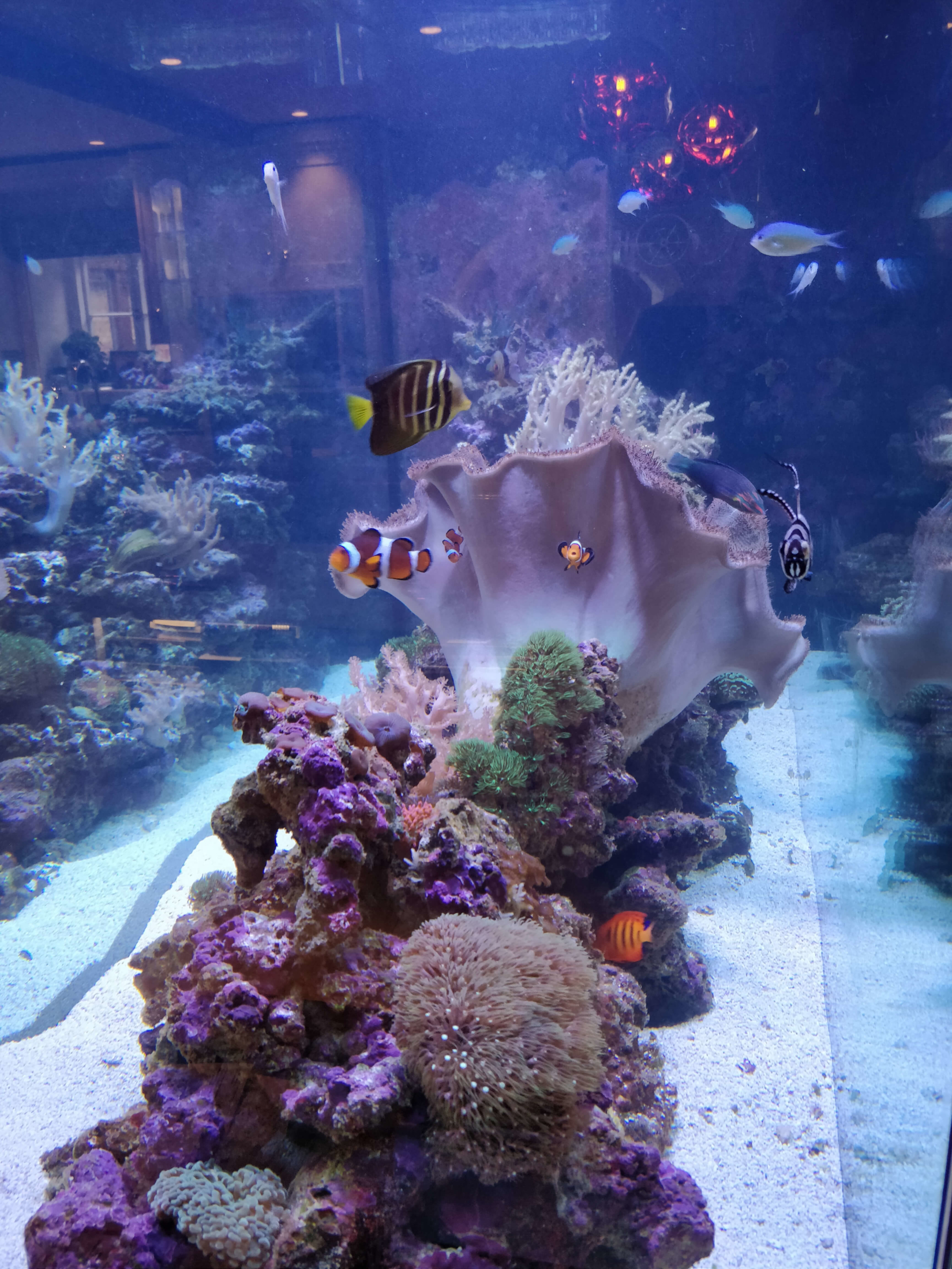 Offish Aquarium Experts Side (6) Offish Aquarium Experts Side (6)